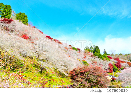 四季桜と紅葉が美しい 川見四季桜の里 四季桜と紅葉が美しい 川見四季桜の里 107609830
