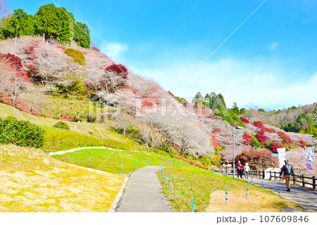 四季桜と紅葉が美しい　川見四季桜の里 107609846