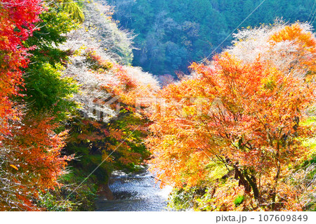 紅葉と四季桜が綺麗な柿ケ入遊歩道 107609849