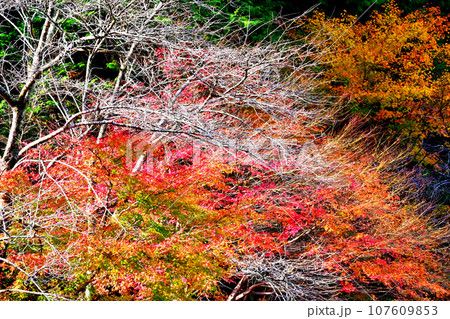 紅葉と四季桜が綺麗な柿ケ入遊歩道 紅葉と四季桜が綺麗な柿ケ入遊歩道 107609853