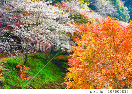 四季桜と紅葉が綺麗な柿ケ入遊歩道 107609855