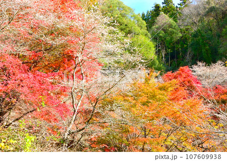 四季桜と紅葉が綺麗な柿ケ入遊歩道 四季桜と紅葉が綺麗な柿ケ入遊歩道 107609938