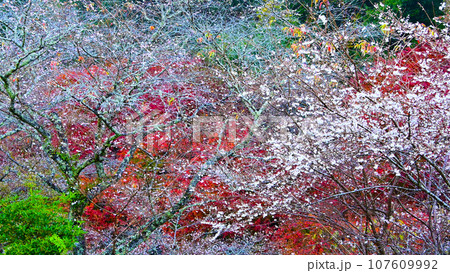四季桜と紅葉が綺麗な柿ケ入遊歩道 四季桜と紅葉が綺麗な柿ケ入遊歩道 107609992