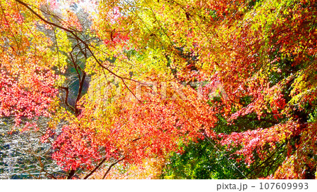 四季桜と紅葉が綺麗な柿ケ入遊歩道 四季桜と紅葉が綺麗な柿ケ入遊歩道 107609993