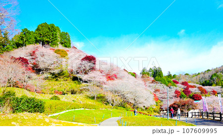 四季桜と紅葉が美しい　川見四季桜の里 107609995