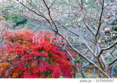 四季桜と紅葉が綺麗な柿ケ入遊歩道 107609997