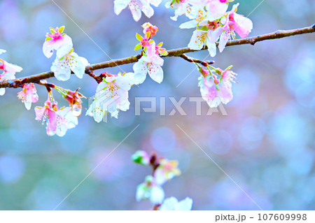 朝露に濡れて美しい四季桜の花びら 107609998