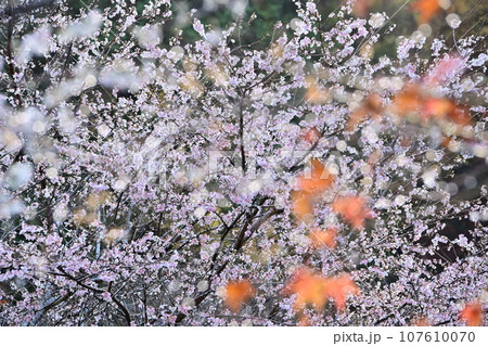 四季桜と紅葉が綺麗な柿ケ入遊歩道 107610070