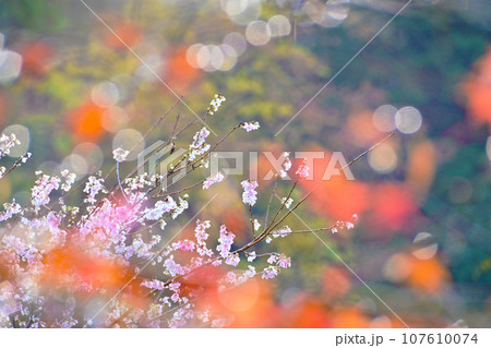 四季桜と紅葉が綺麗な柿ケ入遊歩道 四季桜と紅葉が綺麗な柿ケ入遊歩道 107610074