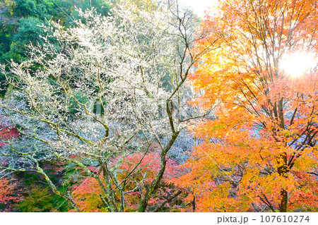 朝日に輝く四季桜と紅葉が美しい 柿ケ入遊歩道 朝日に輝く四季桜と紅葉が美しい 柿ケ入遊歩道 107610274
