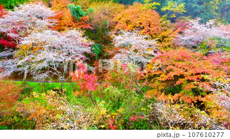 四季桜と紅葉が綺麗な柿ケ入遊歩道 107610277