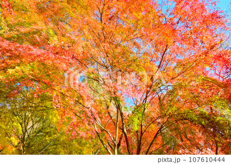 紅葉とシキザクラが綺麗な 川見四季桜の里 紅葉とシキザクラが綺麗な 川見四季桜の里 107610444