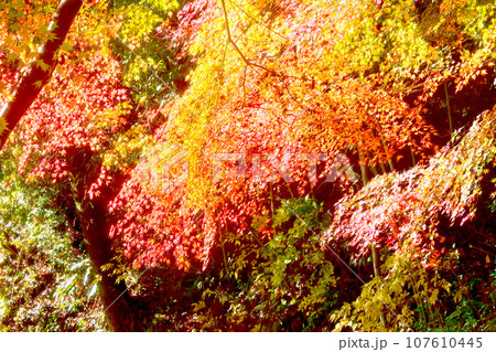 紅葉が綺麗な柿ケ入遊歩道 紅葉が綺麗な柿ケ入遊歩道 107610445