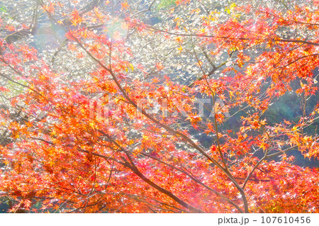 紅葉とシキザクラが綺麗な 川見四季桜の里 紅葉とシキザクラが綺麗な 川見四季桜の里 107610456