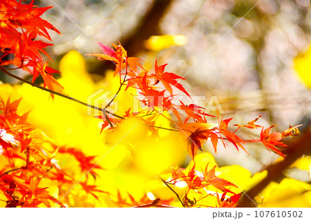紅葉とシキザクラが綺麗な 川見四季桜の里 紅葉とシキザクラが綺麗な 川見四季桜の里 107610502