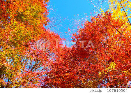 紅葉とシキザクラが綺麗な 川見四季桜の里 紅葉とシキザクラが綺麗な 川見四季桜の里 107610504
