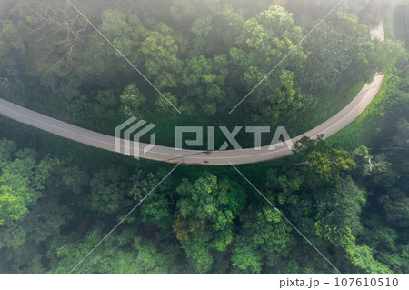 Road in the green forest in the morning Road in the green forest in the morning 107610510