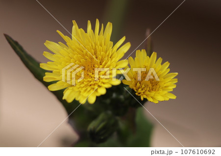 ノゲシの花のアップ 107610692