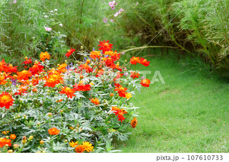 里山ガーデンフェスタ散策2023 107610733