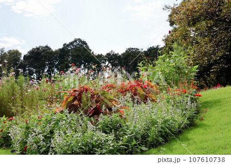 里山ガーデンフェスタ散策2023 107610738