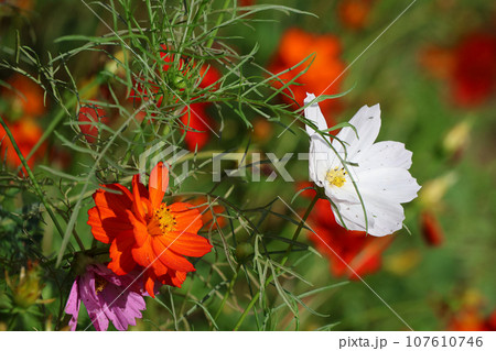 里山ガーデンフェスタ散策2023 107610746