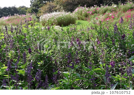 里山ガーデンフェスタ散策2023 107610752