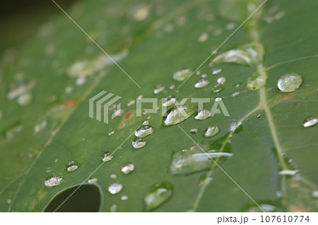 里山ガーデンフェスタ散策2023 107610774