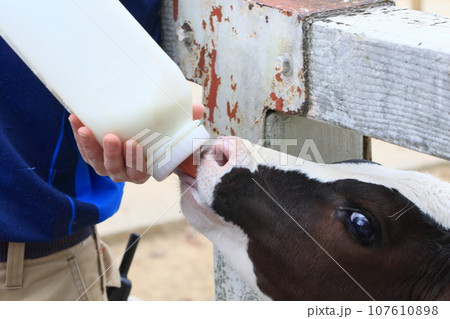 子牛への授乳 お母さんのミルク 子牛への授乳 お母さんのミルク 107610898