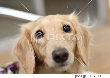 つぶらな瞳でこちらを見つめる犬 107611560