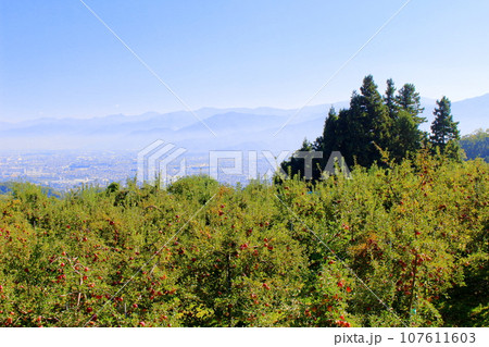 長野市郊外のリンゴ畑 107611603