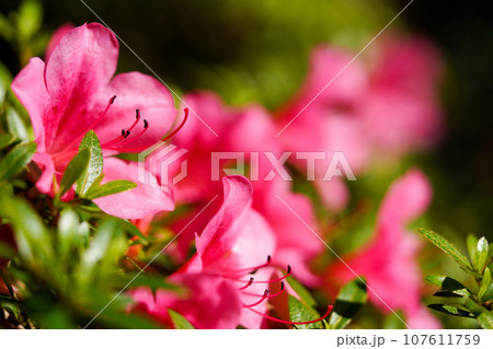 モチツツジ 107611759