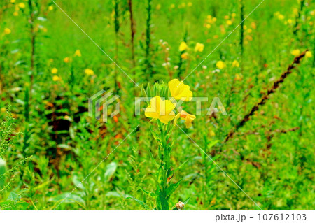 8月の戸隠地域の花と植物 花と植物が織りなす色紙 8月の戸隠地域の花と植物 花と植物が織りなす色紙 107612103