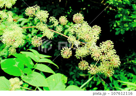 8月の戸隠地域の花と植物 花と植物が織りなす色紙 8月の戸隠地域の花と植物 花と植物が織りなす色紙 107612116
