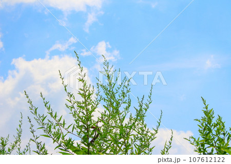 8月の戸隠地域の花と植物　　　　花と植物が織りなす色紙 107612122
