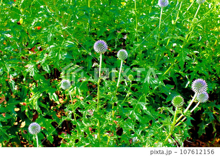 8月の戸隠地域の花と植物 花と植物が織りなす色紙 8月の戸隠地域の花と植物 花と植物が織りなす色紙 107612156