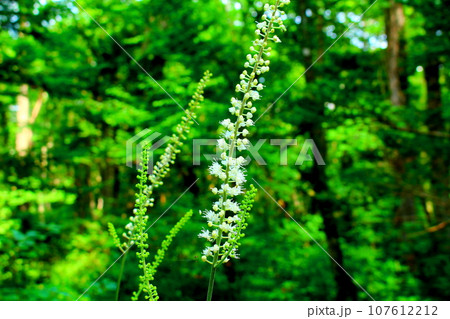 8月の戸隠地域の花と植物 花と植物が織りなす色紙 8月の戸隠地域の花と植物 花と植物が織りなす色紙 107612212