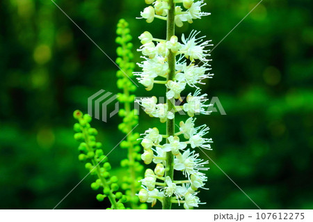 8月の戸隠地域の花と植物 花と植物が織りなす色紙 8月の戸隠地域の花と植物 花と植物が織りなす色紙 107612275