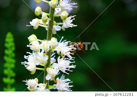 8月の戸隠地域の花と植物　　　　花と植物が織りなす色紙 107612281
