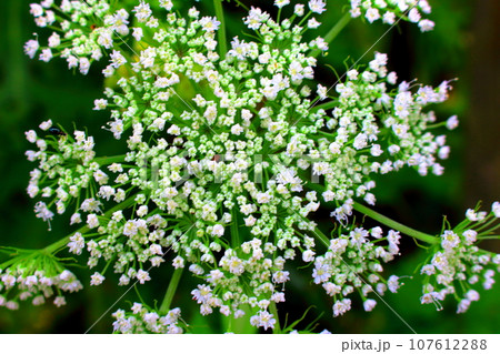 8月の戸隠地域の花と植物 花と植物が織りなす色紙 8月の戸隠地域の花と植物 花と植物が織りなす色紙 107612288