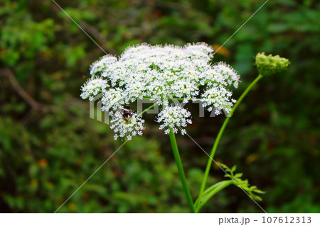 8月の戸隠地域の花と植物 花と植物が織りなす色紙 8月の戸隠地域の花と植物 花と植物が織りなす色紙 107612313