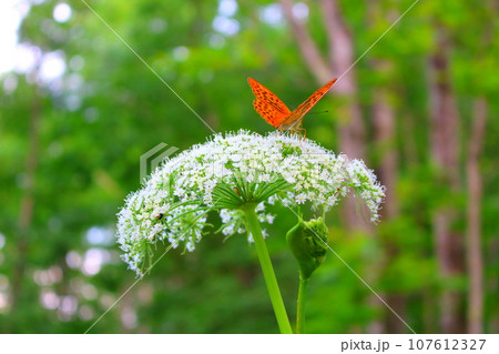 8月の戸隠地域の花と植物 花と植物が織りなす色紙 8月の戸隠地域の花と植物 花と植物が織りなす色紙 107612327