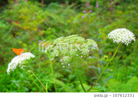 8月の戸隠地域の花と植物 花と植物が織りなす色紙 8月の戸隠地域の花と植物 花と植物が織りなす色紙 107612331