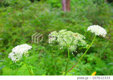 8月の戸隠地域の花と植物　　　　花と植物が織りなす色紙 107612333
