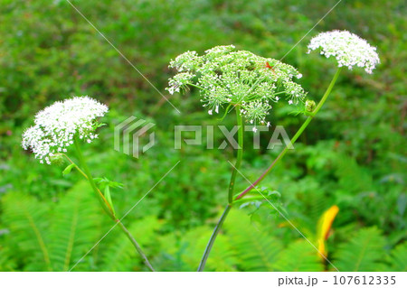 8月の戸隠地域の花と植物　　　　花と植物が織りなす色紙 107612335