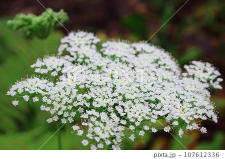 8月の戸隠地域の花と植物　　　　花と植物が織りなす色紙 107612336