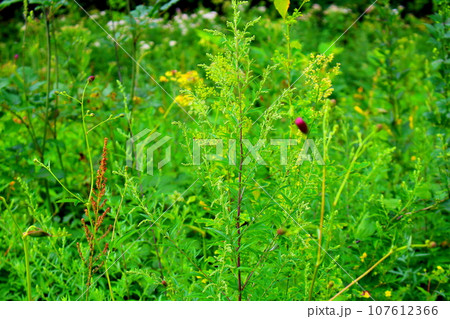8月の戸隠地域の花と植物 花と植物が織りなす色紙 8月の戸隠地域の花と植物 花と植物が織りなす色紙 107612366