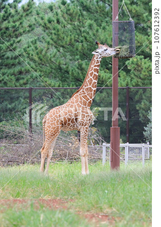 餌を食べるキリン　アミメキリン 107612392