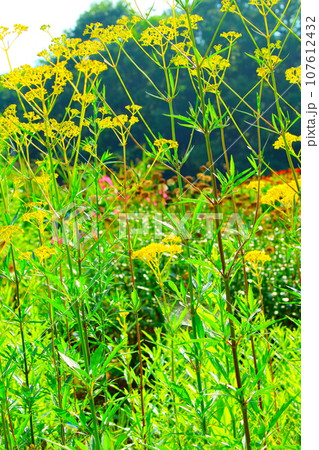 8月の戸隠地域の花と植物 花と植物が織りなす色紙 8月の戸隠地域の花と植物 花と植物が織りなす色紙 107612432
