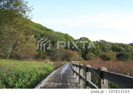 小田代ヶ原、奥日光 107613183