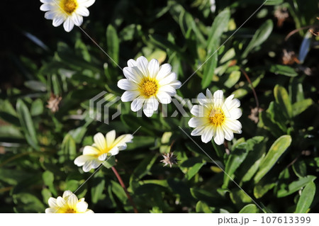 秋の庭に咲く白いガザニアの花 107613399